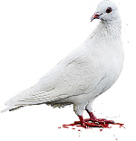 John Woo's signature white dove