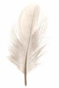 a white feather