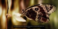 Deus Ex: Human Revolution Ending Screenshot - The Butterfly Effect (Sarif's Message)