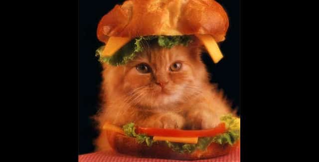 The Real Burger Cat