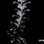 Mortal Kombat X Shattering Bones Spine Breaking Artwork